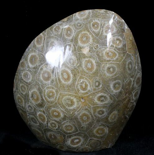 Polished Fossil Coral - Morocco #25704